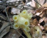 Hypopitys monotropa