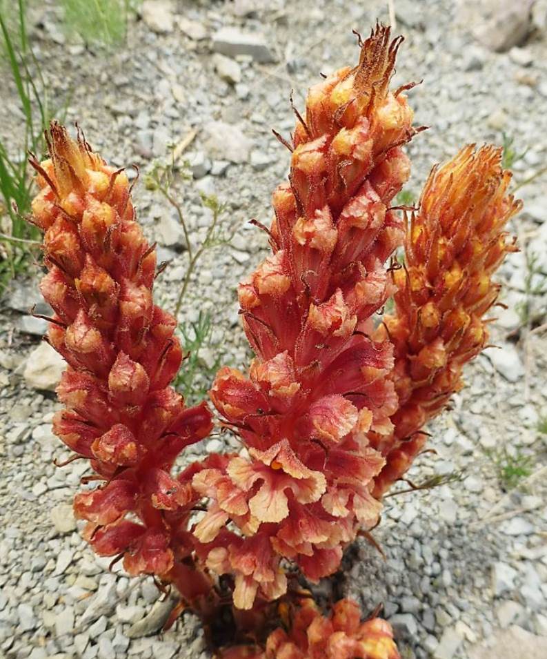 Image of Orobanche grossheimii specimen.