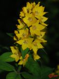 Lysimachia punctata