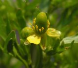 Ranunculus sceleratus