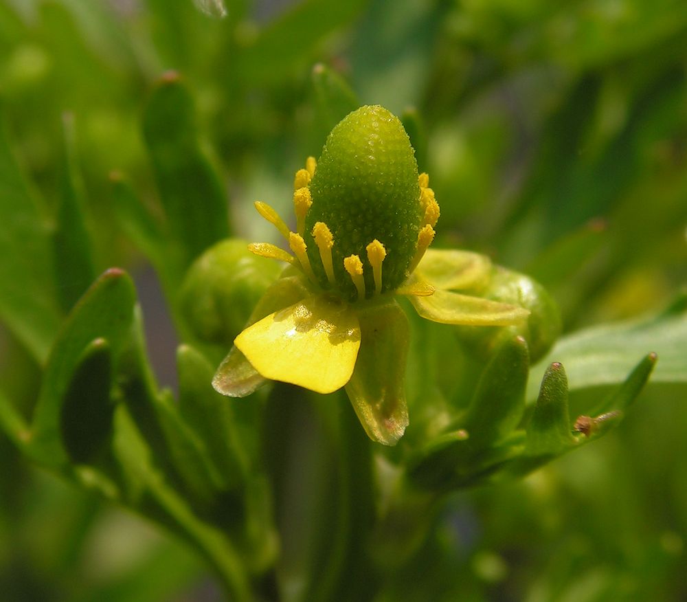 Изображение особи Ranunculus sceleratus.