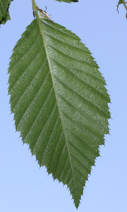Изображение особи Ostrya virginiana.