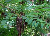 Robinia pseudoacacia