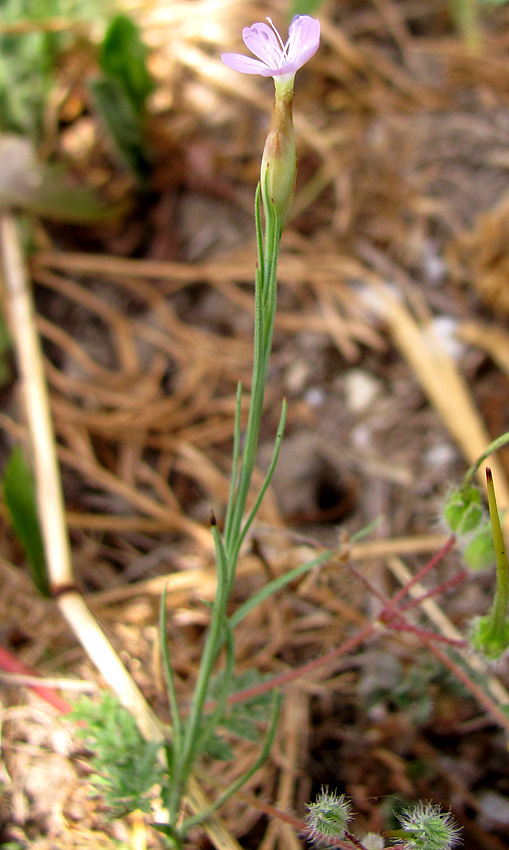 Изображение особи Petrorhagia prolifera.