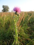 Cirsium alatum