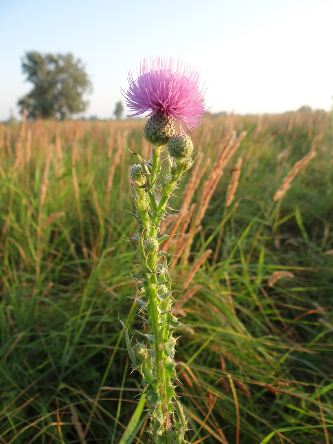 Изображение особи Cirsium alatum.