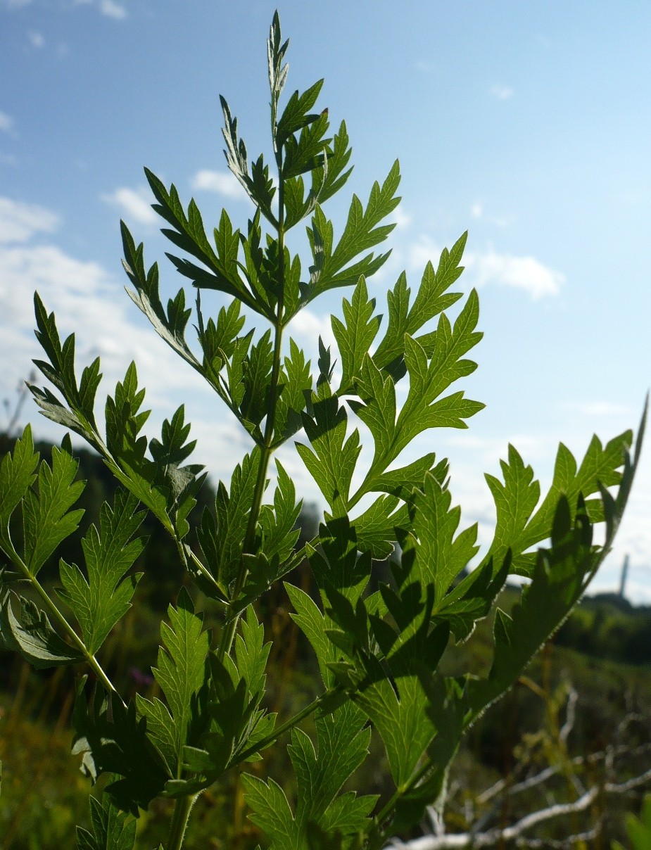 Image of Seseli libanotis specimen.