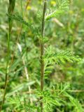 Achillea nobilis