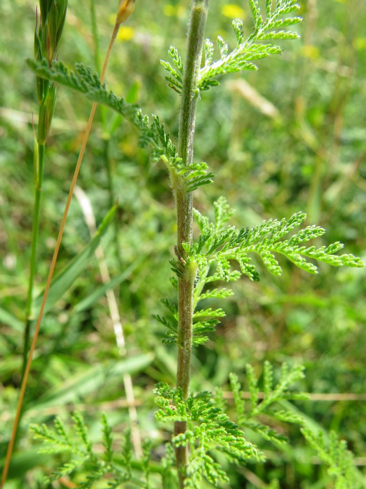 Image of Achillea nobilis specimen.