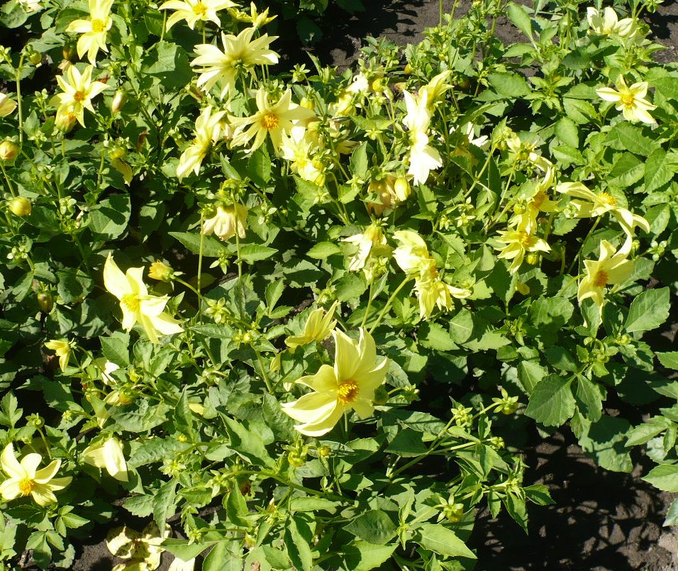 Изображение особи Dahlia pinnata.