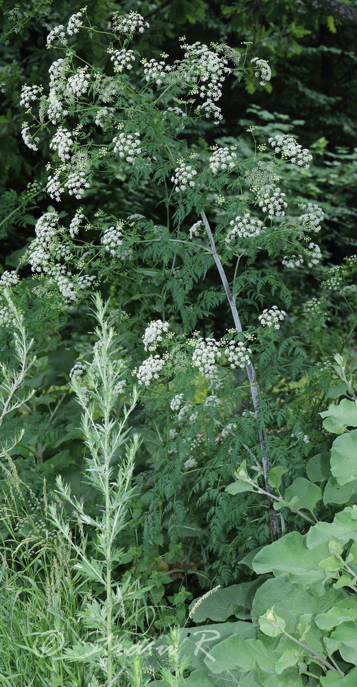 Изображение особи Conium maculatum.