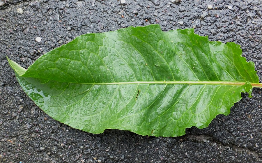 Изображение особи Rumex longifolius.