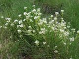 Cochlearia arctica