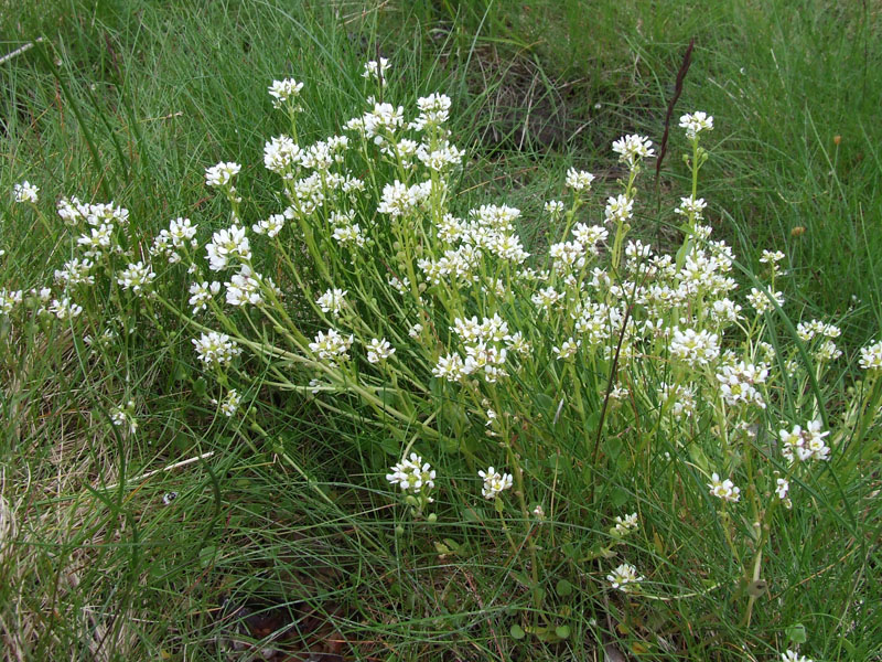 Image of Cochlearia arctica specimen.