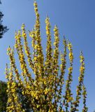 Verbascum olympicum. Верхняя часть соцветия. Германия, г. Дюссельдорф, Ботанический сад университета. 03.07.2014.