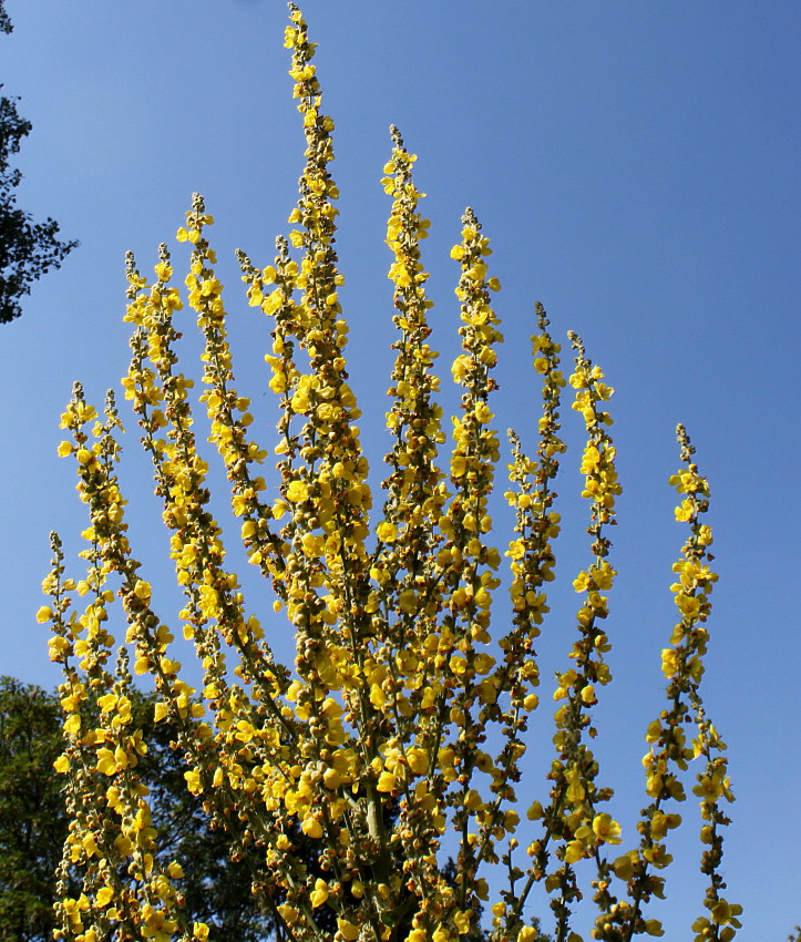 Изображение особи Verbascum olympicum.