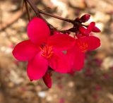 Jatropha integerrima