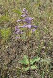 Limonium gmelinii