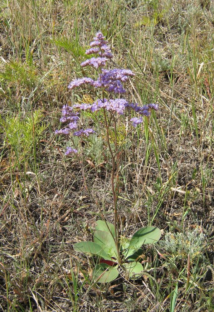 Изображение особи Limonium gmelinii.