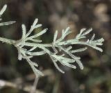 Artemisia santonicum