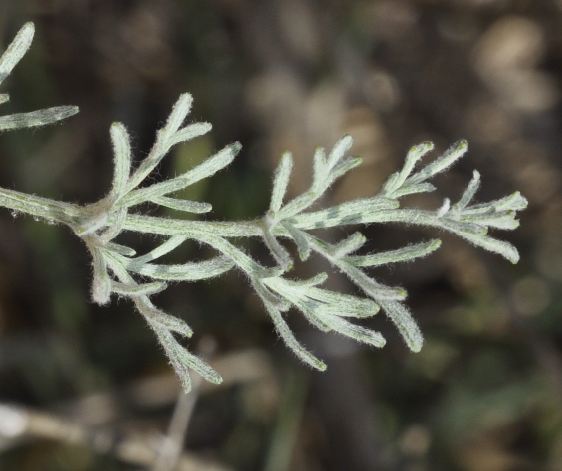 Image of Artemisia santonicum specimen.