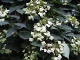 Hydrangea heteromalla