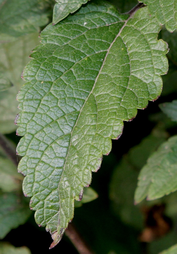 Изображение особи Scutellaria incana.