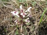 Pedicularis semenowii. Цветущее растение. Казахстан, Сев. Тянь-Шань, хр. Кетмень, пер. Кегень. 20 апреля 2011 г.