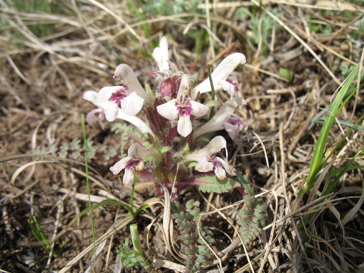 Изображение особи Pedicularis semenowii.