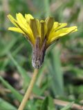 Taraxacum bessarabicum. Соцветие. Крым, Севастополь, балка Бермана, на берегу родника. 26.10.2014.