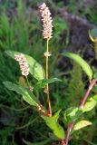 Persicaria amphibia. Побеги с соцветиями. Республика Татарстан, Бавлинский р-н, пойма р. Ик. 31.07.2009.