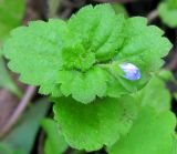 Veronica persica