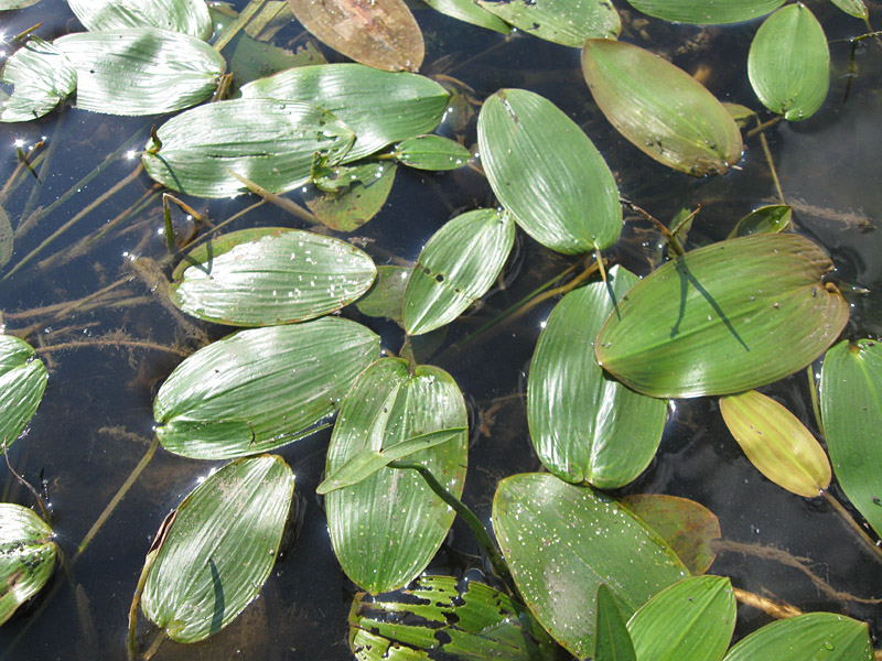 Image of Potamogeton natans specimen.