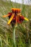 Tephroseris caucasigena