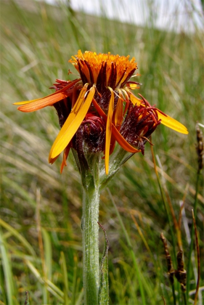 Image of Tephroseris caucasigena specimen.