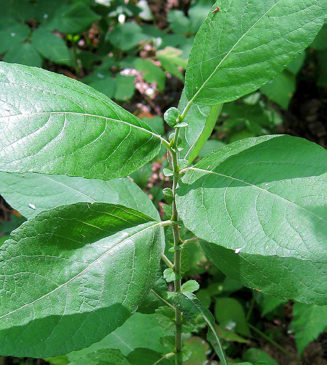 Изображение особи Salix caprea.