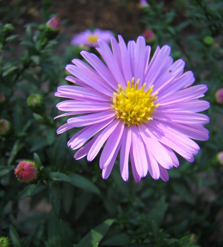 Image of Symphyotrichum × versicolor specimen.