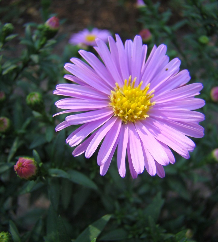 Изображение особи Symphyotrichum &times; versicolor.