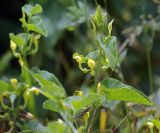 Aristolochia clematitis