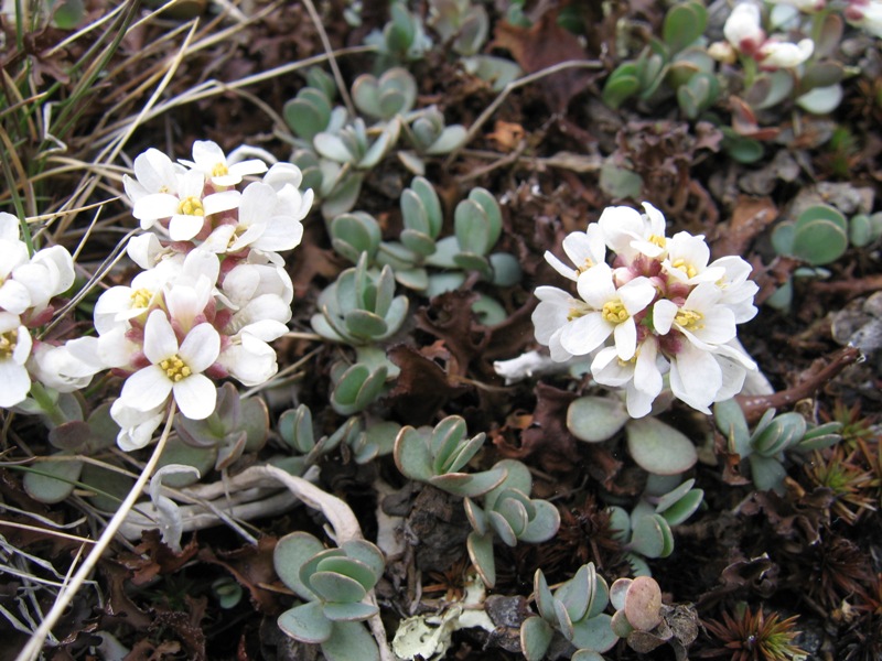 Изображение особи Eunomia rotundifolia.