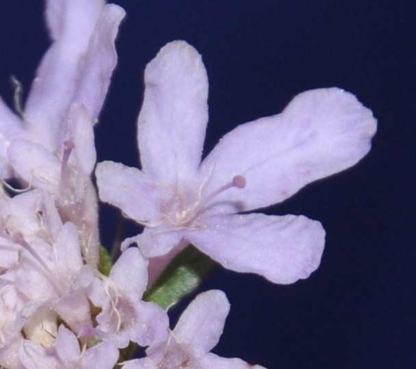 Image of Sixalix atropurpurea specimen.