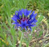 Centaurea depressa