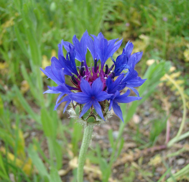 Image of Centaurea depressa specimen.