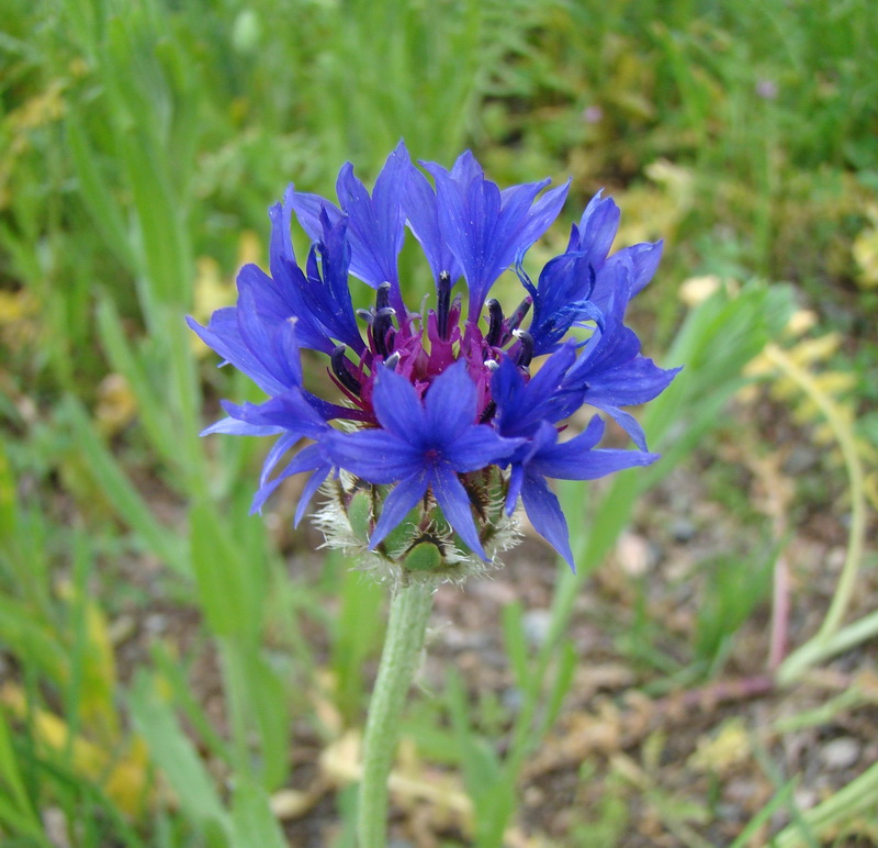 Изображение особи Centaurea depressa.