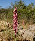 Anacamptis sancta