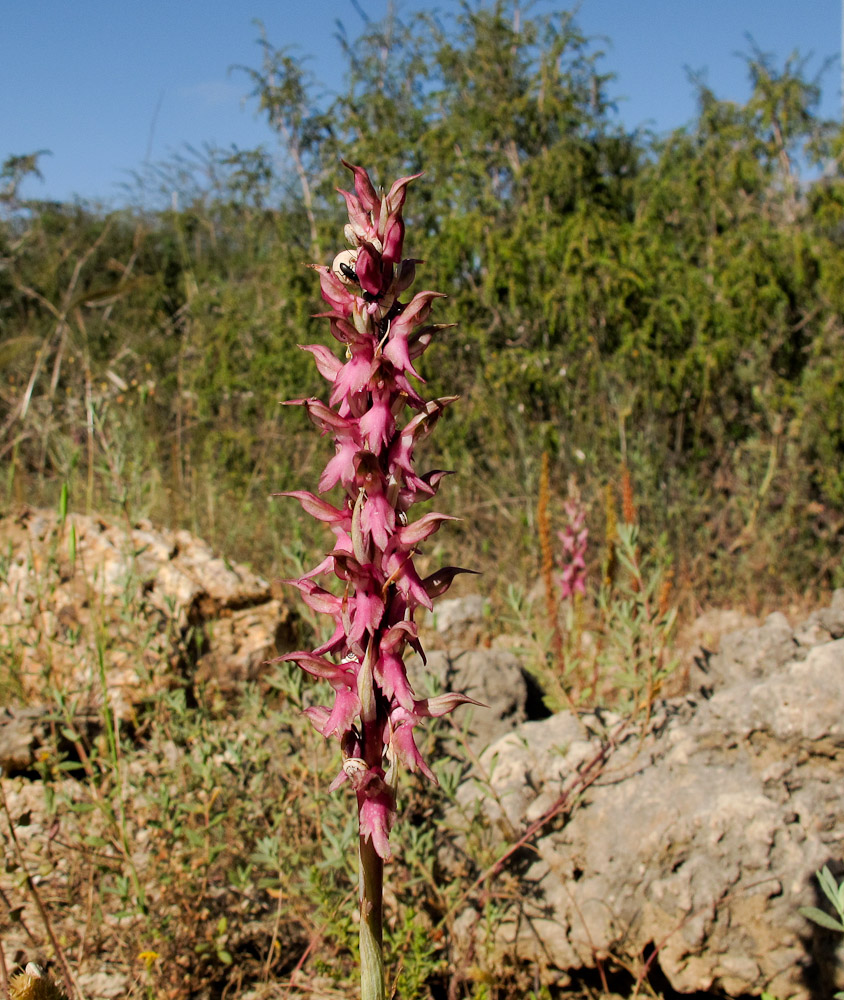 Изображение особи Anacamptis sancta.