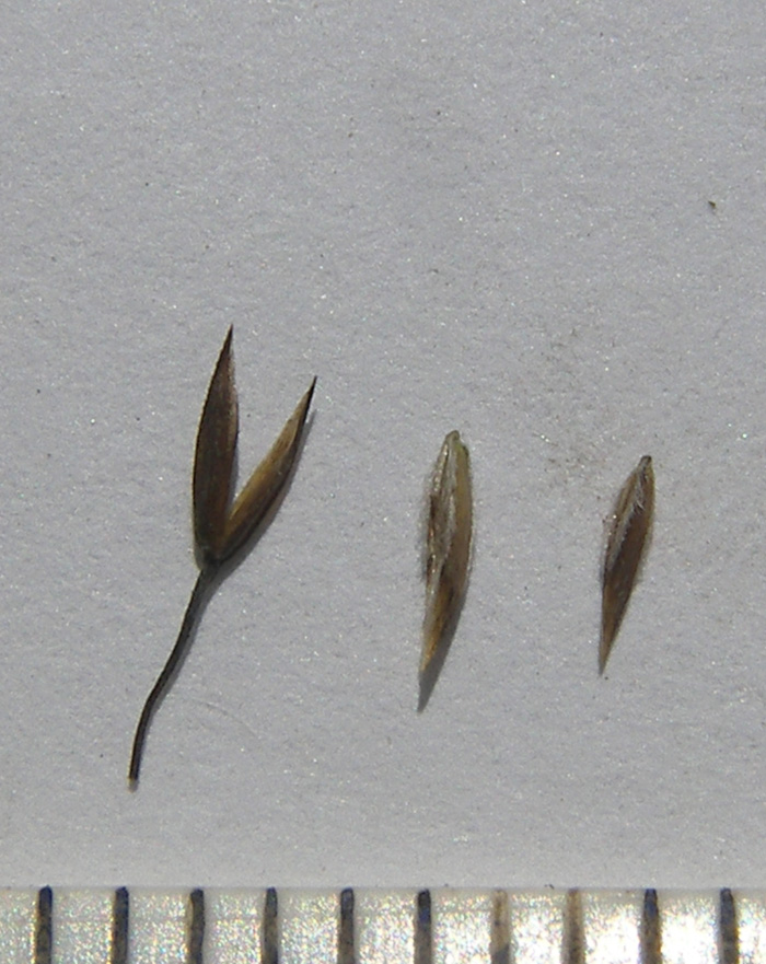 Image of Colpodium versicolor specimen.