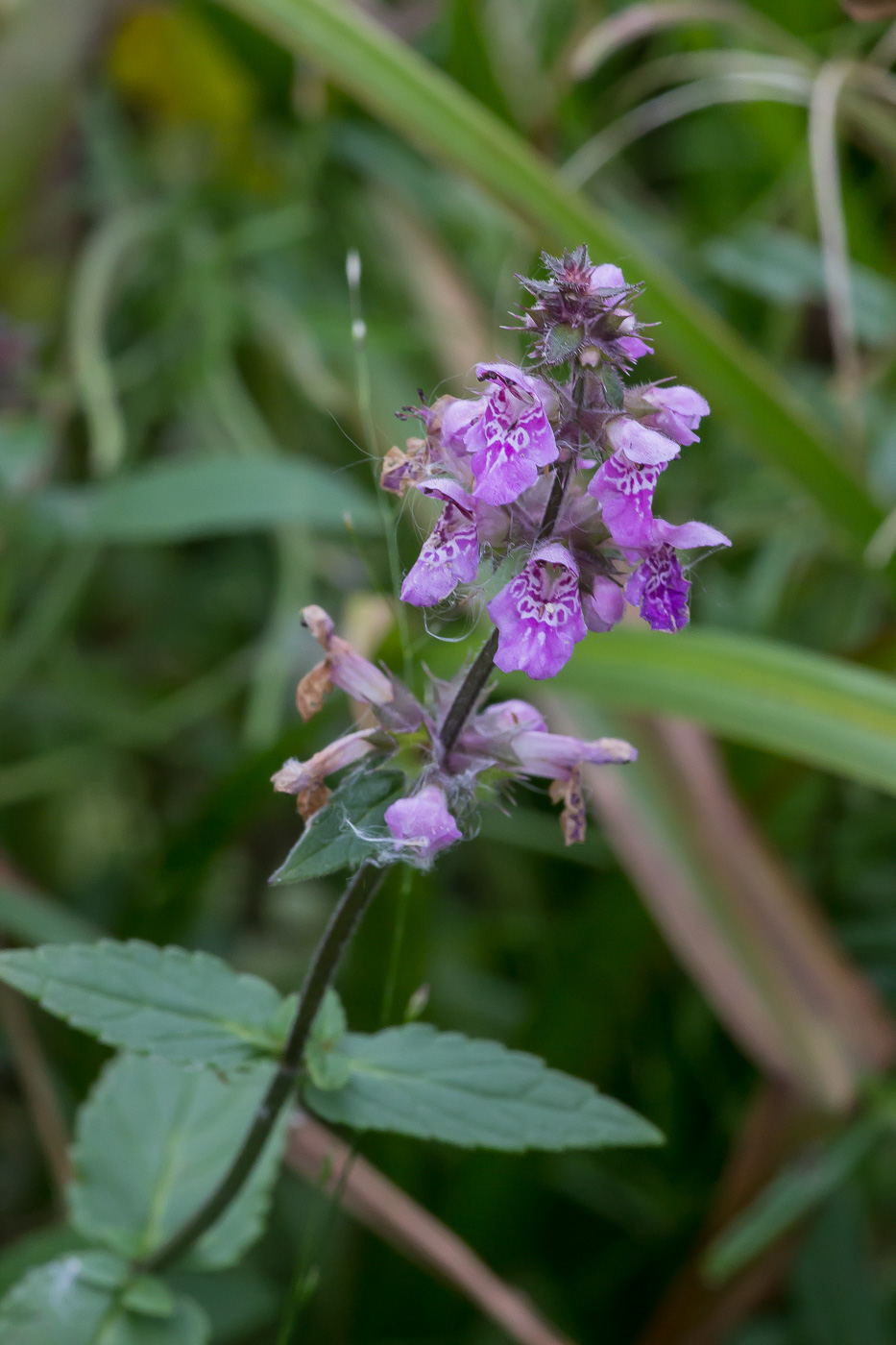 Изображение особи Stachys palustris.