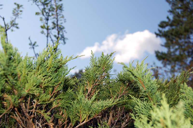 Image of Juniperus sabina specimen.