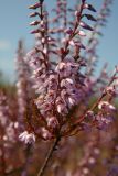 Calluna vulgaris. Часть веточки с цветками. Новгородская обл., Боровичский р-н, лес западнее г. Боровичи, на вырубке. 18.07.2015.